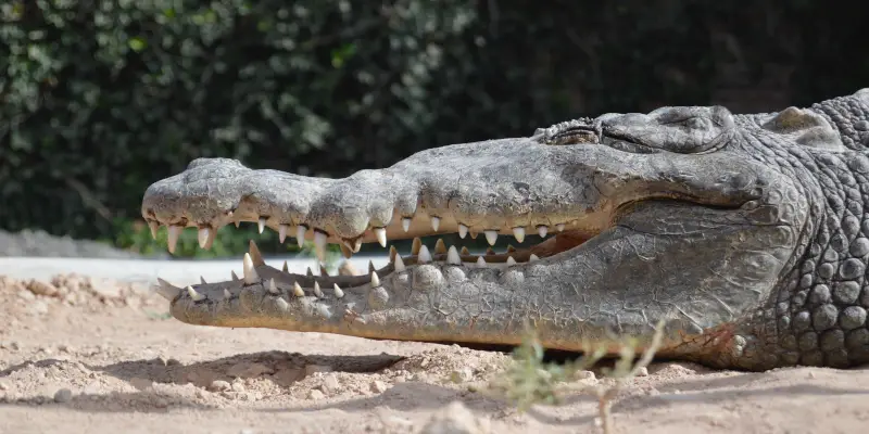 Capul unui crocodil cu pielea uscata, gura intredeschisa, pe pamant